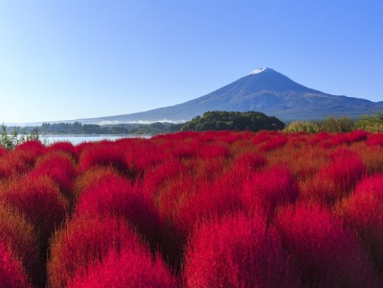 東京発日帰りバスツアー 富士山絶景スポット巡り！英語ガイドと行くインバウンド向けツアー＜英語ガイド＞