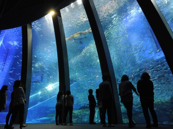 横浜・八景島シーパラダイス ワンデーパス 個性豊かな水族館と多彩なアトラクションで海・島・生きものを満喫！＜横浜・八景島＞