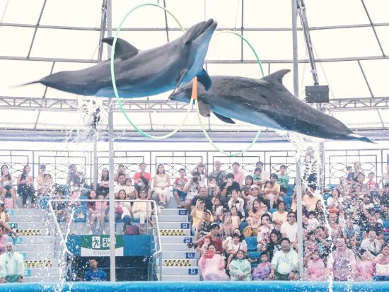 パタヤ・ドルフィナリウム　イルカショー観覧チケット