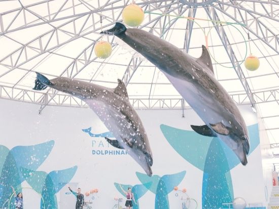 パタヤ・ドルフィナリウム　イルカショー観覧チケット