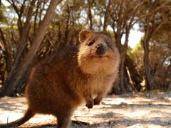cute-quokka