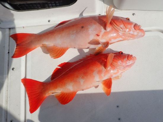 船釣りツアー　様々な魚が釣れる宜野湾＆北谷周辺で海釣りを体験！釣竿レンタルもご用意＜1～6名／2時間・3.5時間・5時間／宜野湾発＞