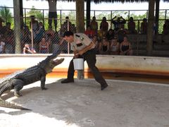 safari-gator-show
