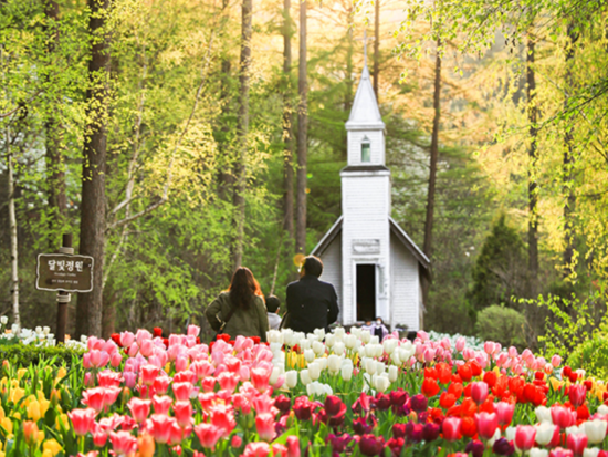 韓流ドラマロケ地＆アルパカワールド日帰り観光ツアー　南怡島（ナミソム）＆アチムゴヨ樹木園 ＜英語ガイド／弘大入口駅解散＞