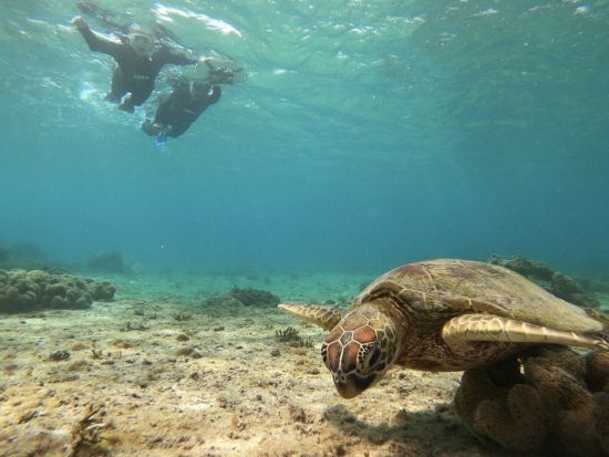 【貸切】シニア世代の参加OK　ウミガメシュノーケリング or SUP（スタンドアップパドル）ツアー 家族や3世代の参加におすすめ＜GoPro写真付き／宮古島＞