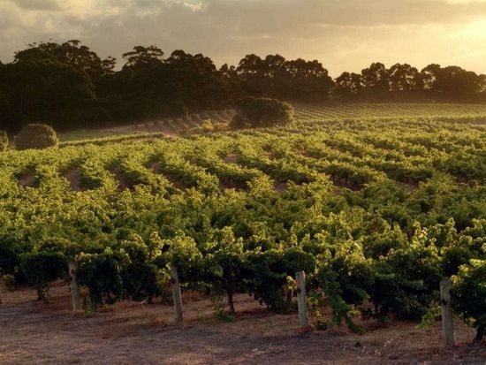 leeuwin-estate-vineyard-image-2