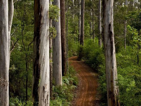 Karri-forest-WA-1