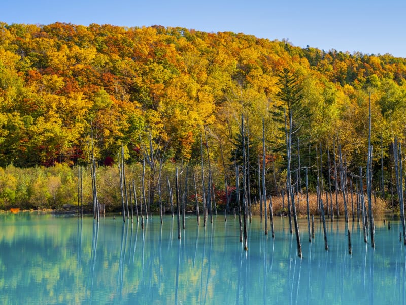 Japan_Hokkaido_Biei_Blue Pond_Autumn_pixta_58831725_M