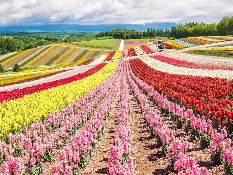 Japan_ Hokkaido_Furano_Flower Garden_shutterstock_488126023