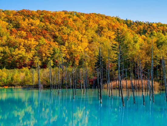 Japan_Hokkaido_Biei_Blue Pond_Autumn_pixta_58831725_M