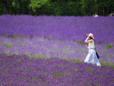 札幌発 富良野・美瑛 日帰りバスツアー ファーム富田＋青い池＋ハイランドふらの＜6月下旬～7月／昼食付／1名から催行／札幌駅発＞by 北海道中央バス