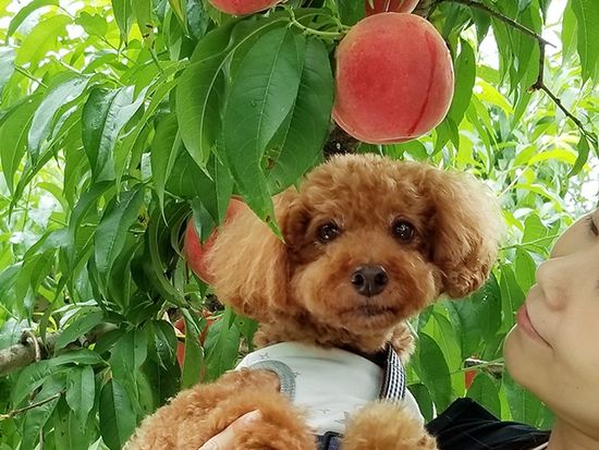 img_dog_peach001
