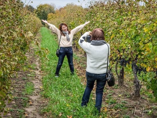 ワイン産地ナイアガラ・オン・ザ・レイク　ワイナリーツアー ＜貸切／英語ドライバーガイド／ナイアガラ地域発＞