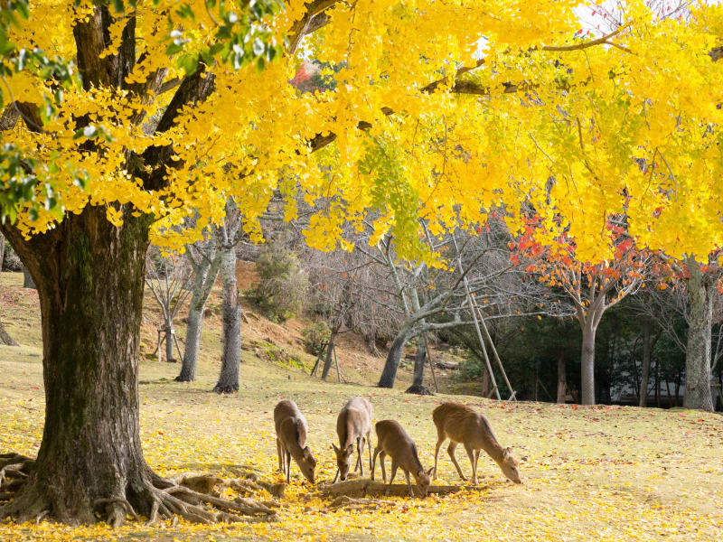 Nara_Park_pixta_61761331_春日野園地