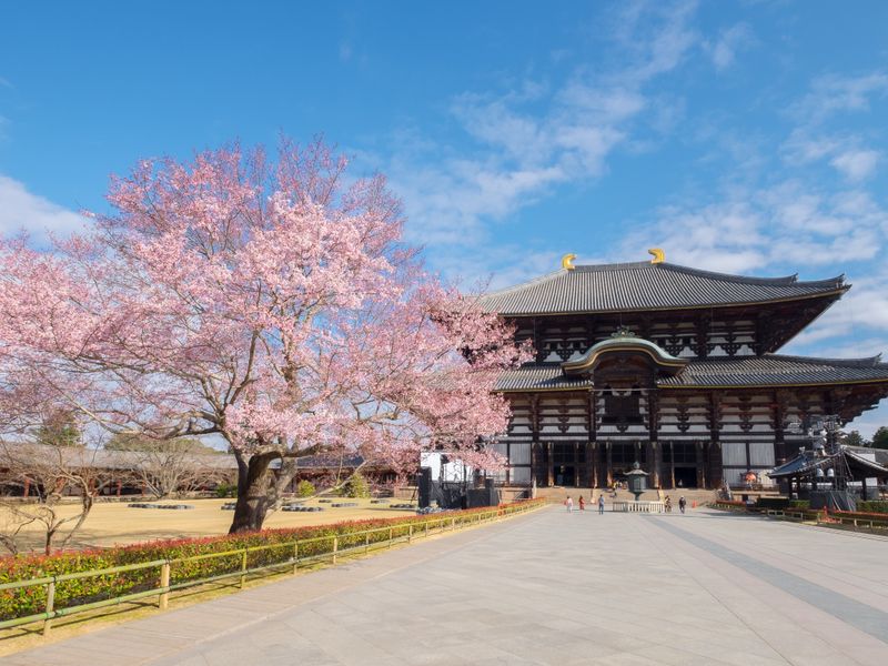 Todai-ji_Cherry blossom_shutterstock_424460758