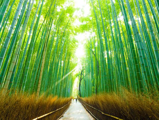 Arashiyama_Bamboo Forest_shutterstock_379165924