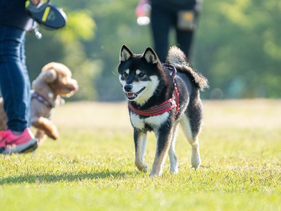 img_dog_dogrun_735_480