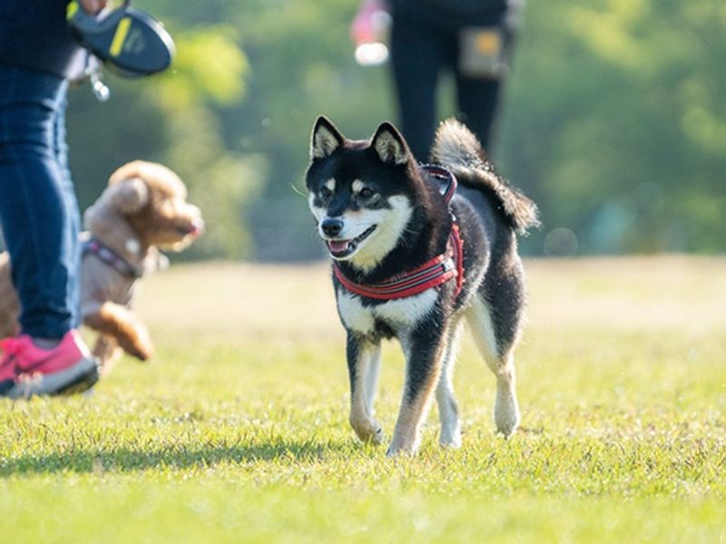 img_dog_dogrun_735_480