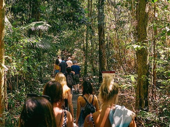 アサートン高原観光ツアー　熱帯雨林散策＆滝の天然ウォータースライダー体験 ＜昼食付き／ケアンズ発＞