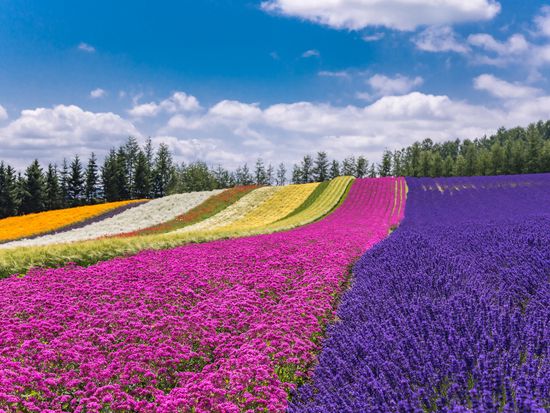 ファーム富田・彩りの畑pixta_24240504_M
