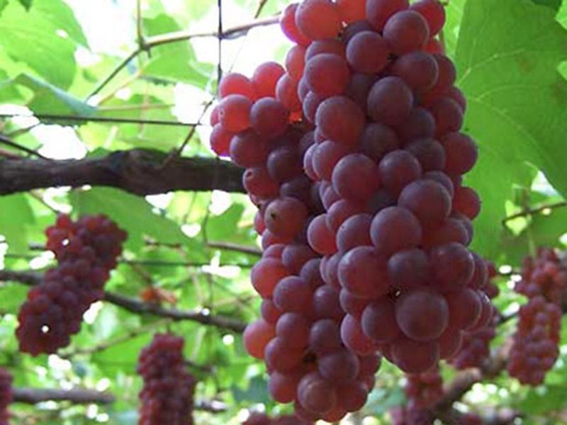 delaware_490x320_002