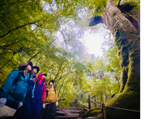 太鼓岩モーニングトレッキングツアー  朝の静寂した白谷雲水峡を抜け、絶景ビュースポット『太鼓岩』を目指してトレッキング！ by GUIDE OFFICE 屋久島