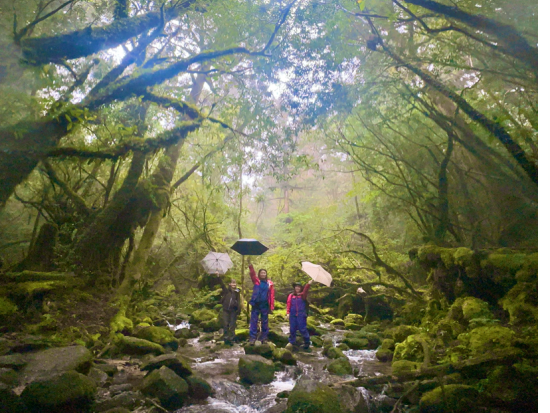 白谷雲水峡・太鼓岩トレッキングツアー  屋久島プロフェッショナルガイドがご案内　屋久島のおやつ付き by GUIDE OFFICE 屋久島