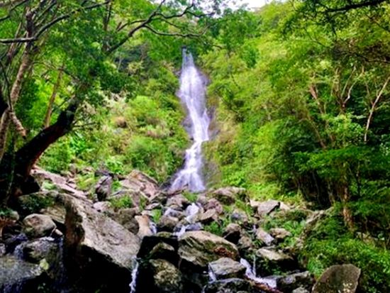 奄美大島【ジャングルツアー120分】 奄美固有の動植物たちを見ながら森を散策できるジャングルツアー！撮影データープレゼント！お一人様も可能by 奄美シーランド