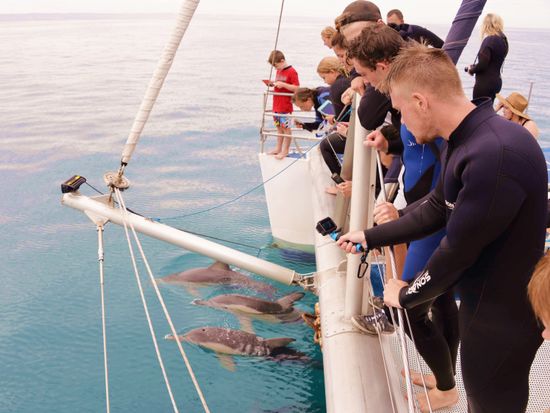 Copy of Dolphin watch 1