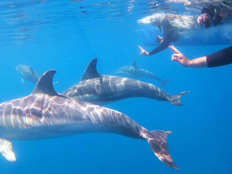 Dolphin front swim 1