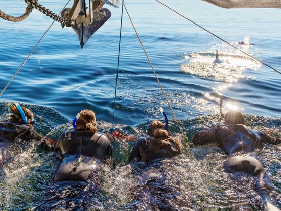 Copy of Wild Dolphin Swim