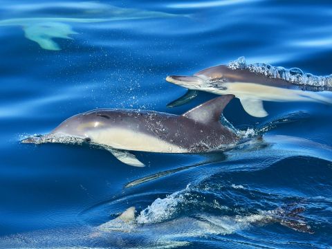 野生のイルカと出会う！ドルフィン・ウォッチング　環境にやさしいサステナブルなツアーでイルカを観賞♪＜午前／英語ガイド＞