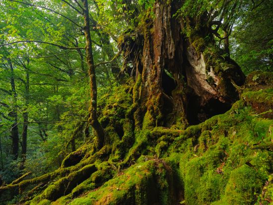 【1組限定貸切】白谷雲水峡（原生林1周）トレッキングツアー 屋久杉めぐり 登山装備レンタル＋携帯トイレ込み by屋久島ネイチャー企画フィールド 
