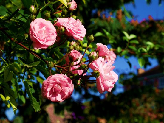 Giverny+rose