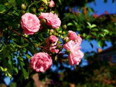 Giverny+rose