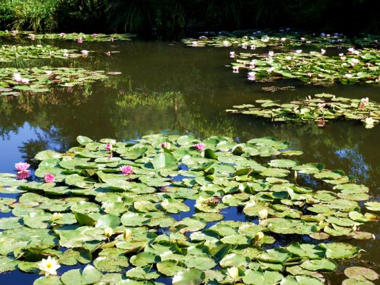 『睡蓮』で有名なモネの家と庭園＆可愛いジヴェルニー村プレミアムツアー ミシュラン1つ星セーヌ川の絶景レストラン昼食付＜日本語／専用車貸切1～6名＞by[みゅう]