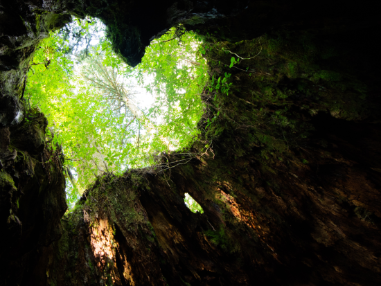 【1組限定貸切】縄文杉トレッキングツアー　屋久島で思い出作り　登山装備レンタル＋携帯トイレ込み ＜宮之浦～尾之間エリア送迎可＞by屋久島ネイチャー企画フィールド