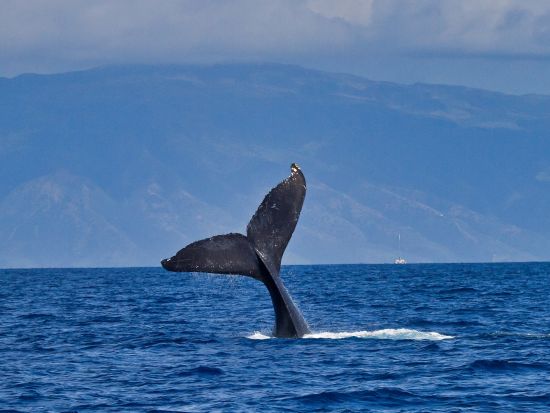 ホエールウォッチ　豪華ヨットをプライベートチャーター！ドリンク＆スナック持ち込みOK＜ワイキキ発／12/1~4/30＞