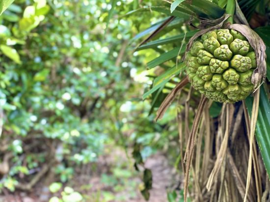 アドベンチャーシーカヤックツアー 穏やかなコースで初心者や家族連れ、シニアの方にもオススメ！雨の日も参加OK＜2時間／宮古島＞