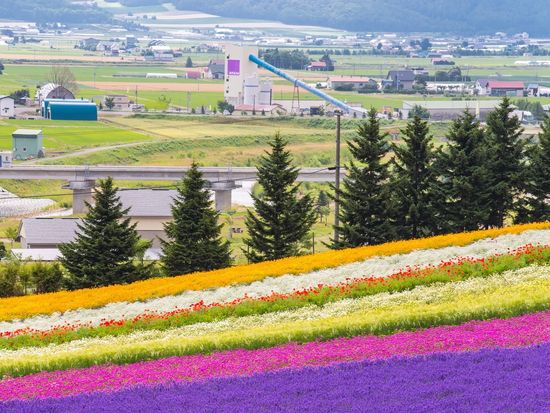 ファーム富田・彩りの畑pixta_24240501_M1