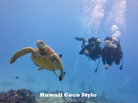 体験ダイビング　ワイキキ沖　高いウミガメ遭遇率を誇る、専属の日本語インストラクターがしっかりサポート！＜ボート／2ダイブ＞by ハワイココスタイル