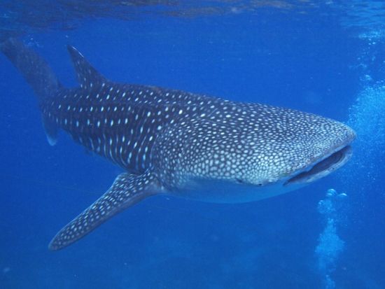 ジンベイザメ+モアルボアル（イワシの大群+ウミガメ）+ペスカドール島シュノーケリング1日ツアー＜昼食／日本語ガイド／送迎＞