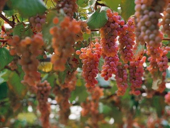 w016_2019012211163420879