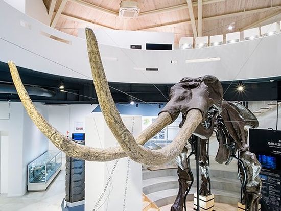 全長7.6mの大きなアジアゾウ