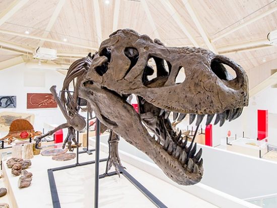 玄武洞ミュージアム 入館チケット "誕生石キーホルダー作り"や"化石はっくつ体験"などワークショップも体験可＜兵庫＞