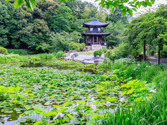 Japan_Kyoto_Kajuji_pixta_66637249