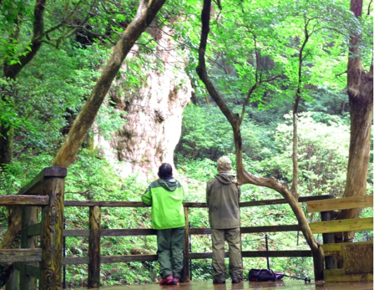 【1組限定貸切】縄文杉トレッキングツアー　屋久島で思い出作り　登山装備レンタル＋携帯トイレ込み ＜宮之浦～尾之間エリア送迎可＞by屋久島ネイチャー企画フィールド