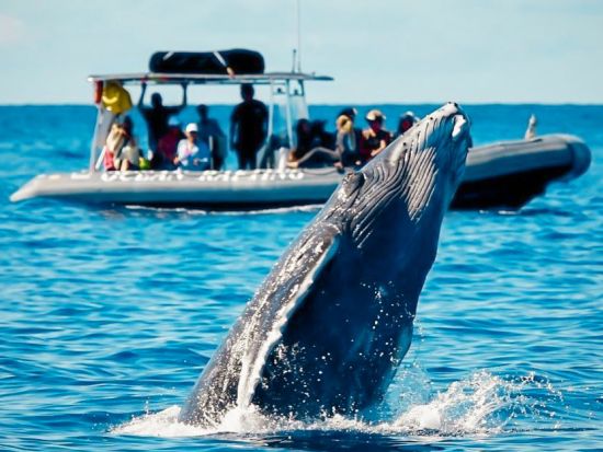 ホエールウォッチングクルーズ　海洋博物学者による解説付きでクジラを観察！オーシャンラフトボート利用＜12～4月／英語スタッフ＞