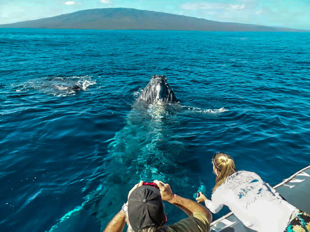 Small-Group Lahaina Up-Close Whale Watch Tour from Mala Boat Ramp [Dec ...