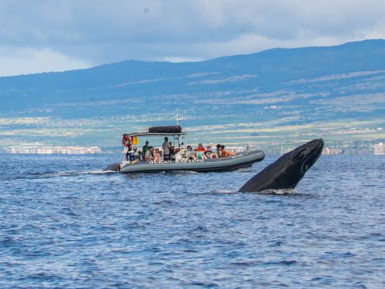 ホエールウォッチングクルーズ　海洋博物学者による解説付きでクジラを観察！オーシャンラフトボート利用＜12～4月／英語スタッフ＞